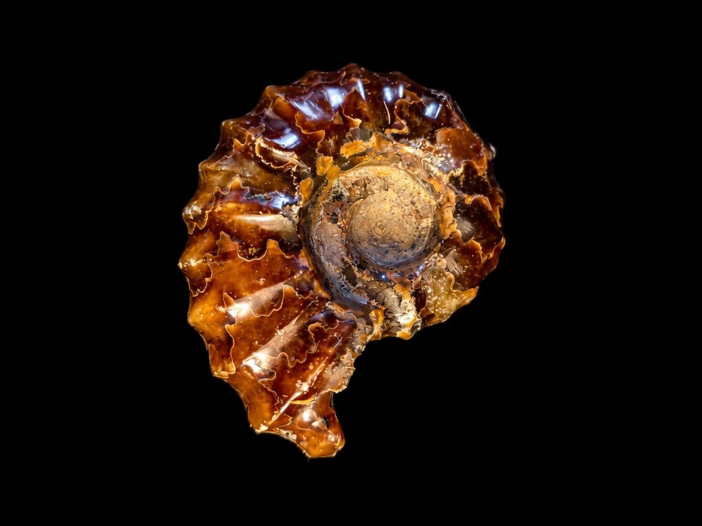 Crystallised Ammonite