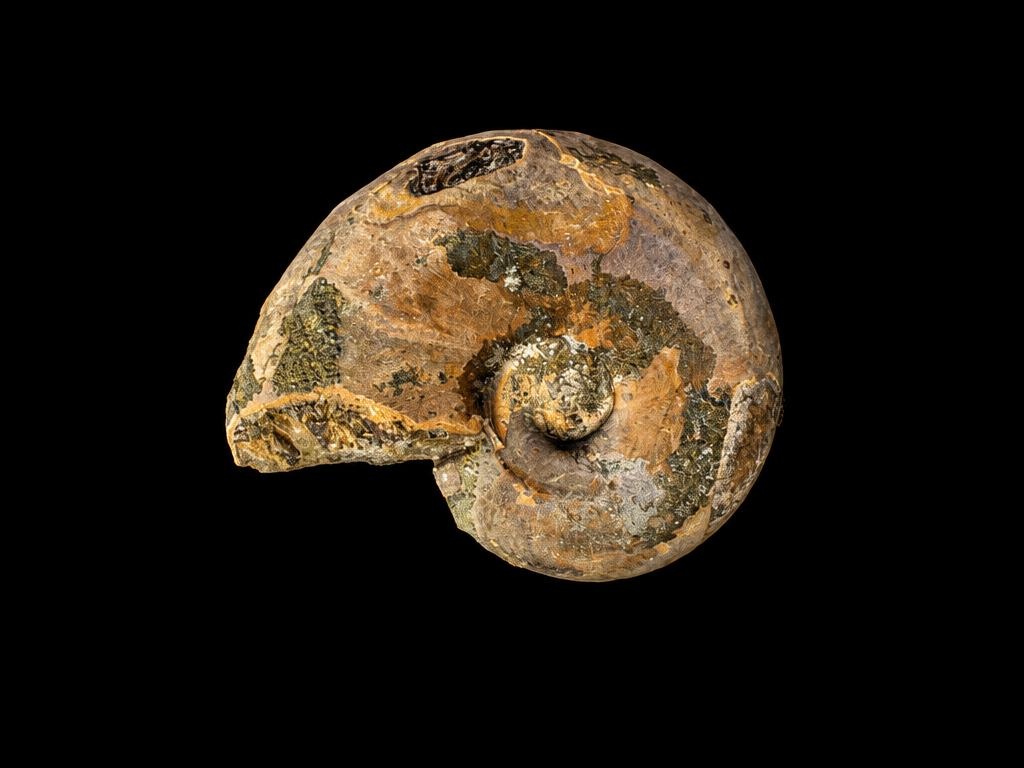 Cut ammonite cross-section, macro detail