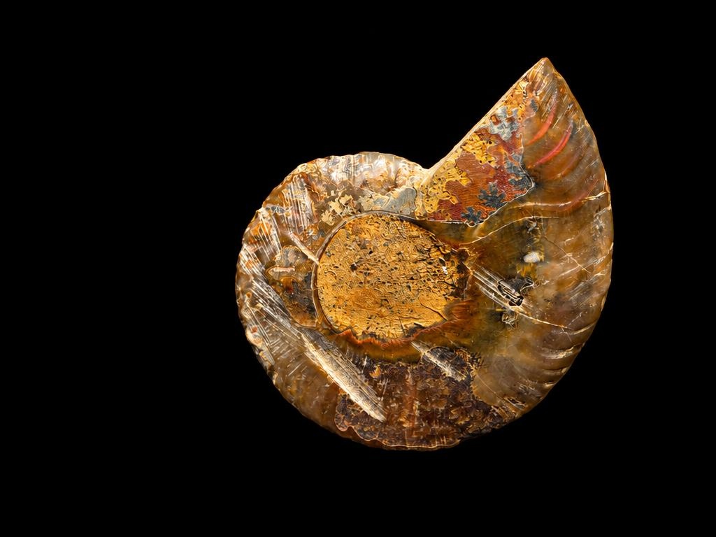 Cut ammonite cross-section, angled detail