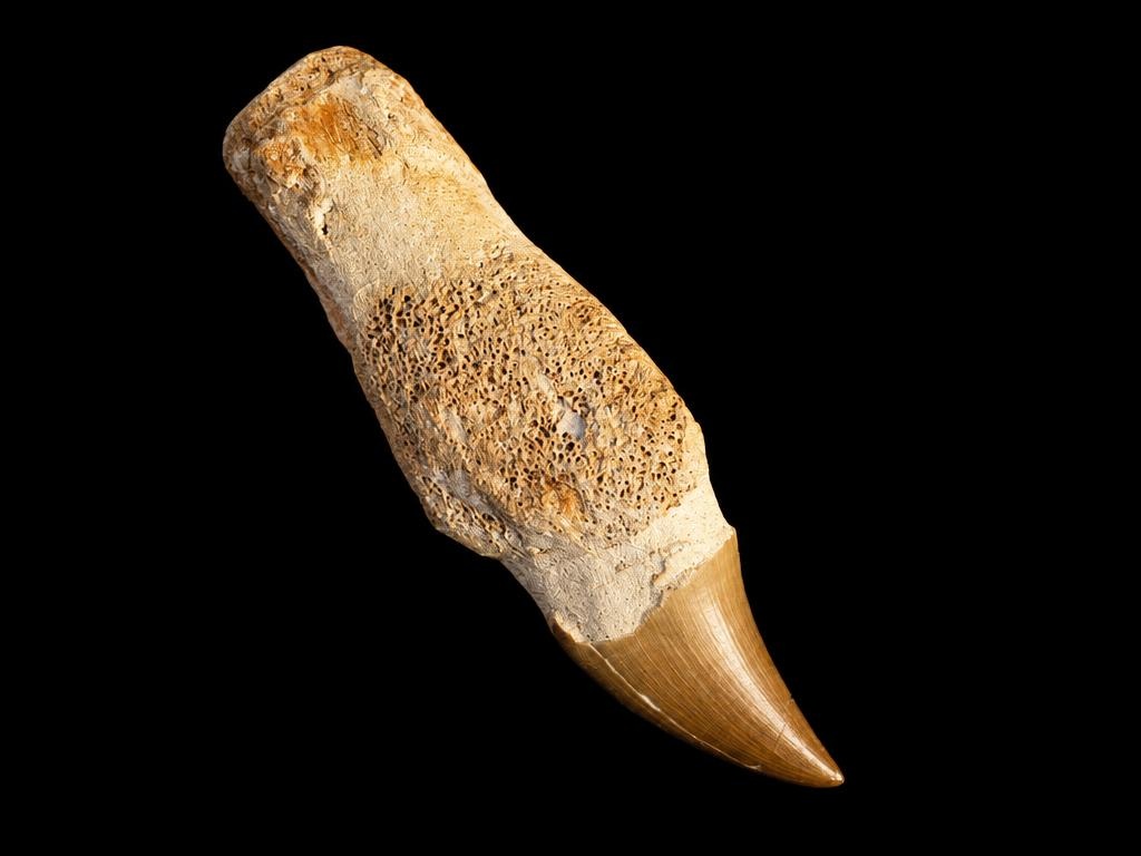 Mosasaur Tooth on Bone