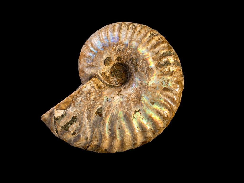 Opalised Ammonite